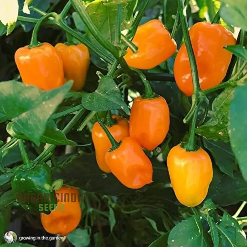 PEPPER HABANERO ORANGE Seeds for Planting, Your Garden | Buy Seeds Online