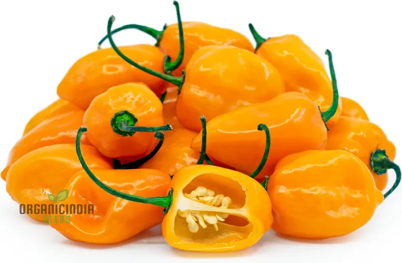 PEPPER HABANERO ORANGE Seeds for Planting, Your Garden | Buy Seeds Online