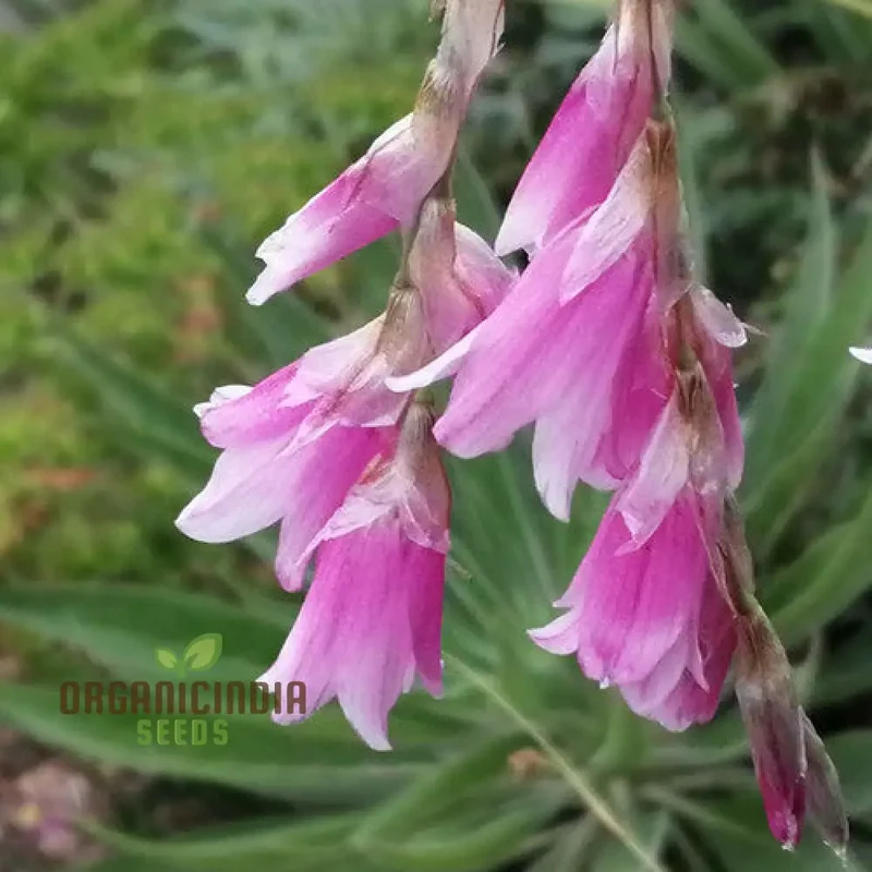 Dierama Fairy Wands Flower Seeds For Planting, Create a Magical Garden with These Graceful Blooms