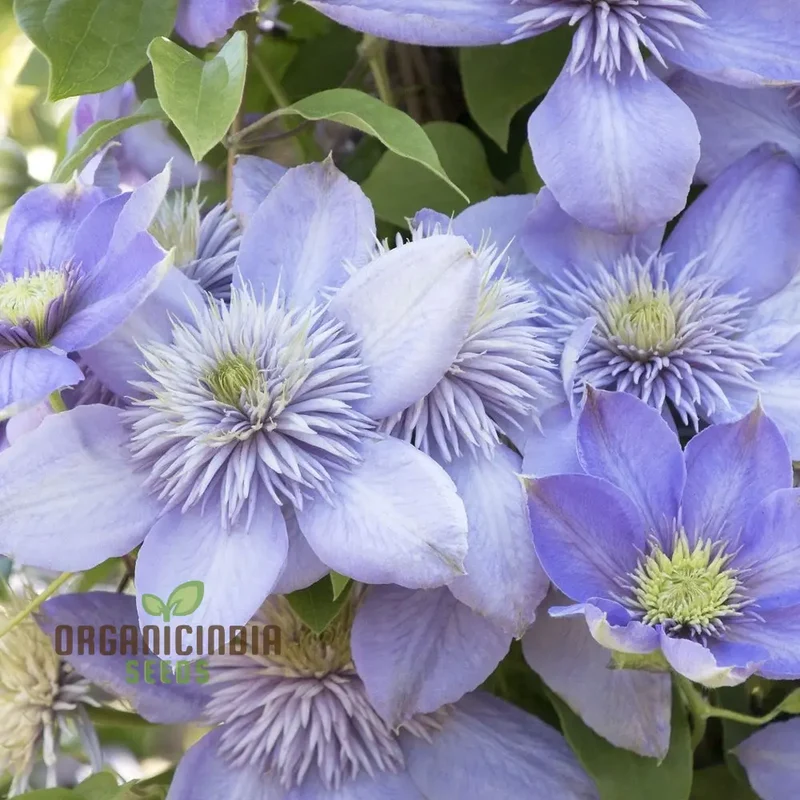 Clematis 'Baby Blue' Flower Seeds for Planting, Premium Quality Garden with Beautiful Blooms