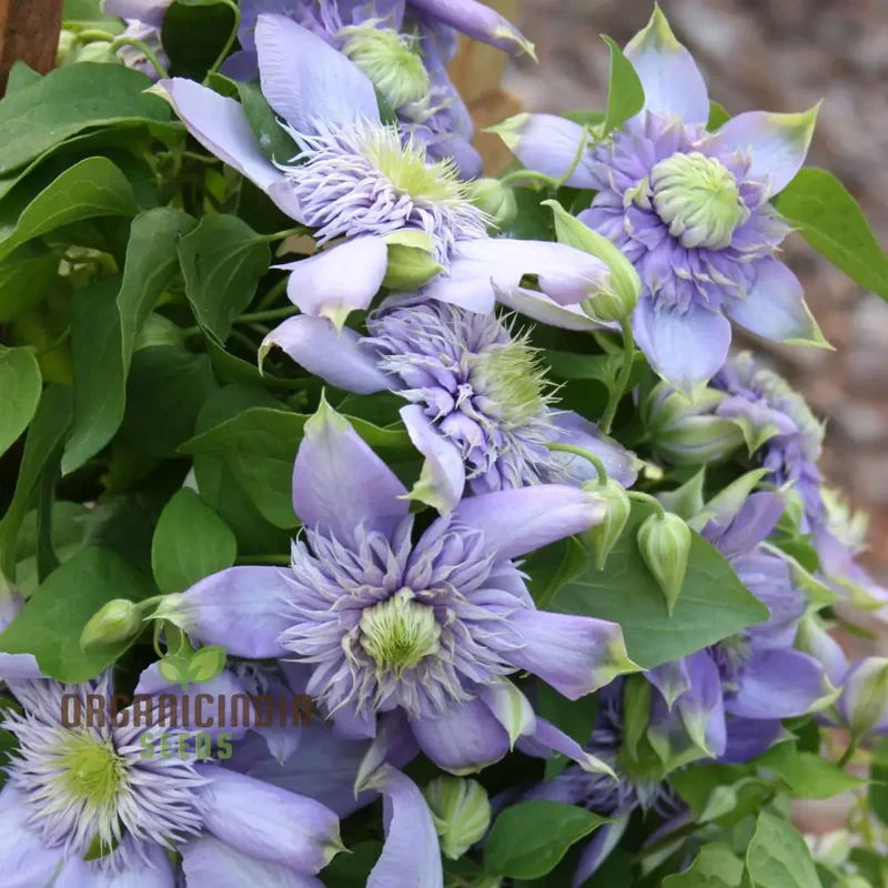 Clematis 'Baby Blue' Flower Seeds for Planting, Premium Quality Garden with Beautiful Blooms