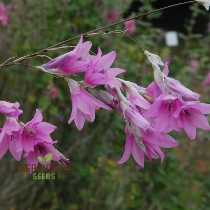 Dierama Erectum Flower Seeds for Planting, Add Sparkle and Elegance to Your Garden