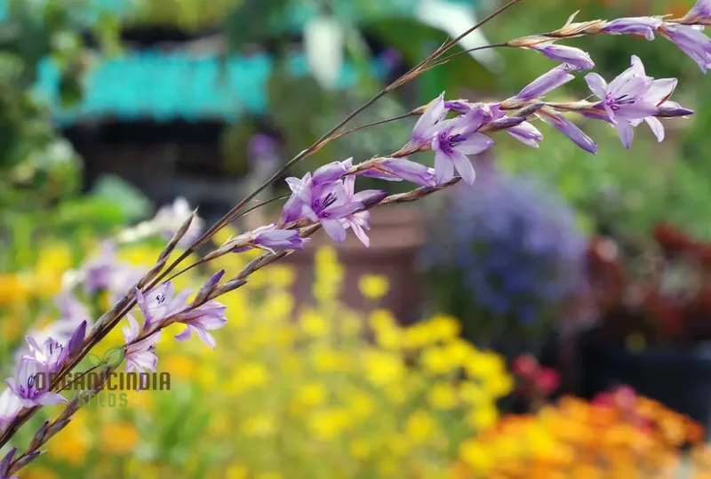 Dierama Erectum Flower Seeds for Planting, Add Sparkle and Elegance to Your Garden
