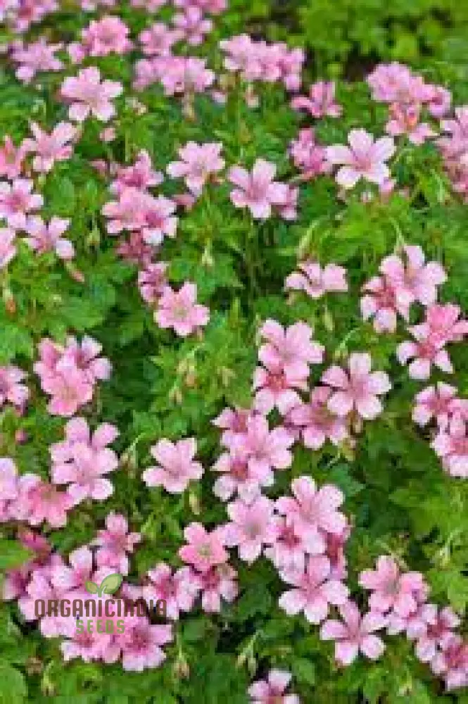 Geranium Yoshinoi Seeds For Planting-Joy with Rare Floral Beauty and Long-lasting Blooms