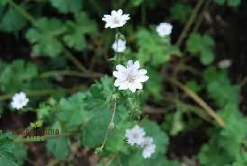 Geranium Pyrenaicum Seeds 'Summer Snow' - Hardy Perennial for Stunning Garden Borders and Beds