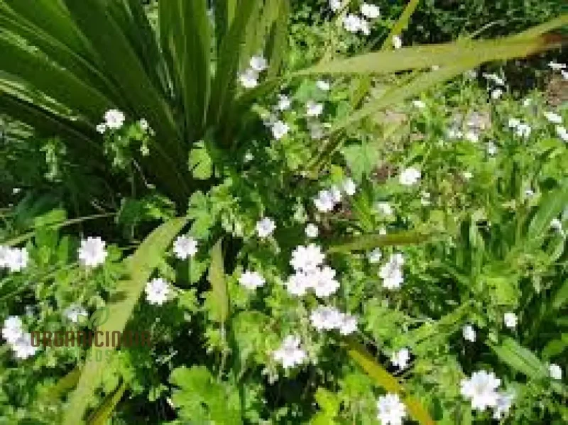 Geranium Pyrenaicum Seeds 'Summer Snow' - Hardy Perennial for Stunning Garden Borders and Beds