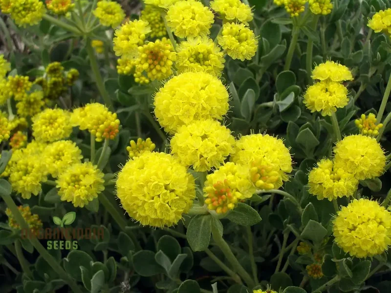 Eriogonum Seeds (Eriogonum Umbellatum Seeds) - Perennial for Gardening Enthusiasts
