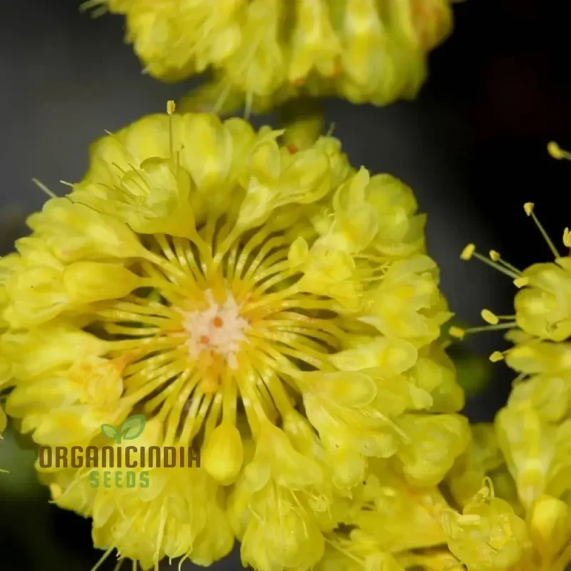 Eriogonum Seeds (Eriogonum Umbellatum Seeds) - Perennial for Gardening Enthusiasts