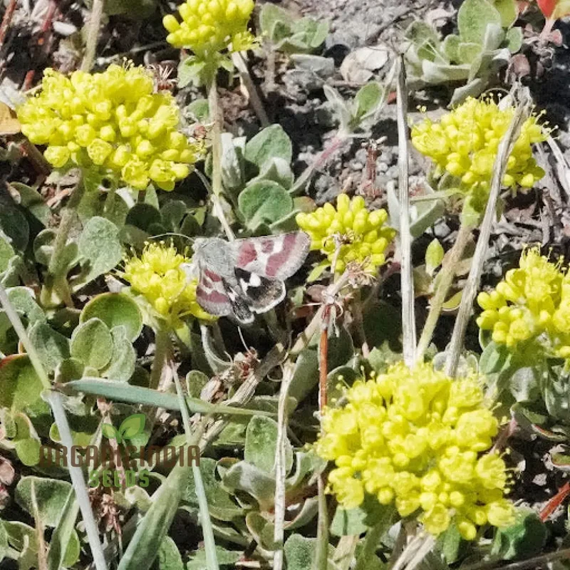 Eriogonum Seeds (Eriogonum Umbellatum Seeds) - Perennial for Gardening Enthusiasts