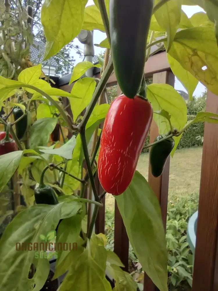 PEPPER FARMERS JALAPENO Seeds for Planting - Premium Gardening Seeds for Your Home Garden