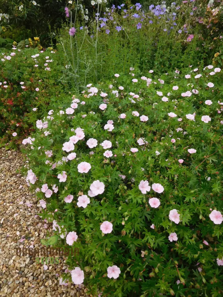Geranium Pratense 'Pink Ghost' Seeds - Stunning Perennial for Enchanting Gardens and Flowerbeds