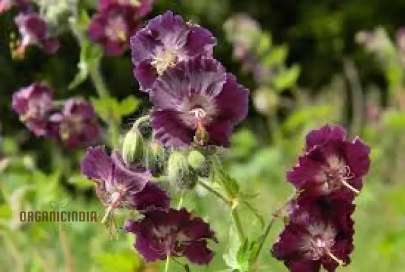 Geranium Phaeum Seeds, Gardener's Delight: Elegant Shade-Loving Cranesbill for Your Tranquil Garden