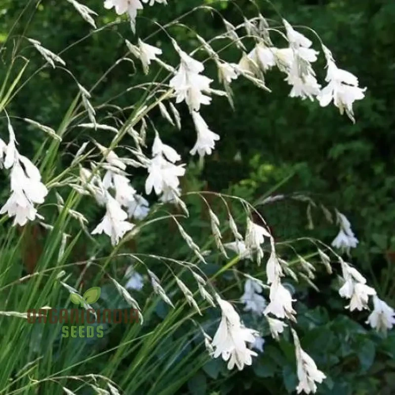 Dierama Argyreum Flower Seeds For Planting, Elegant Blooms to Enrich Your Garden
