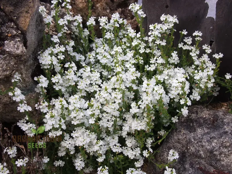 Erinus Alpinus Alba Seeds for Gardening Enthusiasts - Rare White Alpine Rockery Flower Seeds