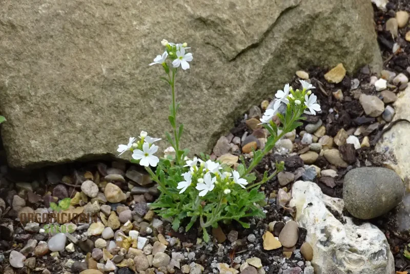 Erinus Alpinus Alba Seeds for Gardening Enthusiasts - Rare White Alpine Rockery Flower Seeds