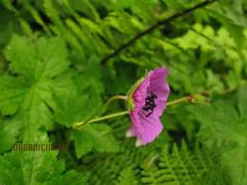 Geranium Ocellatum Seeds: Hardy Perennial for Vibrant Garden Beds and Borders | Gardening Enthusiast's Favorite with Beautiful Flowers