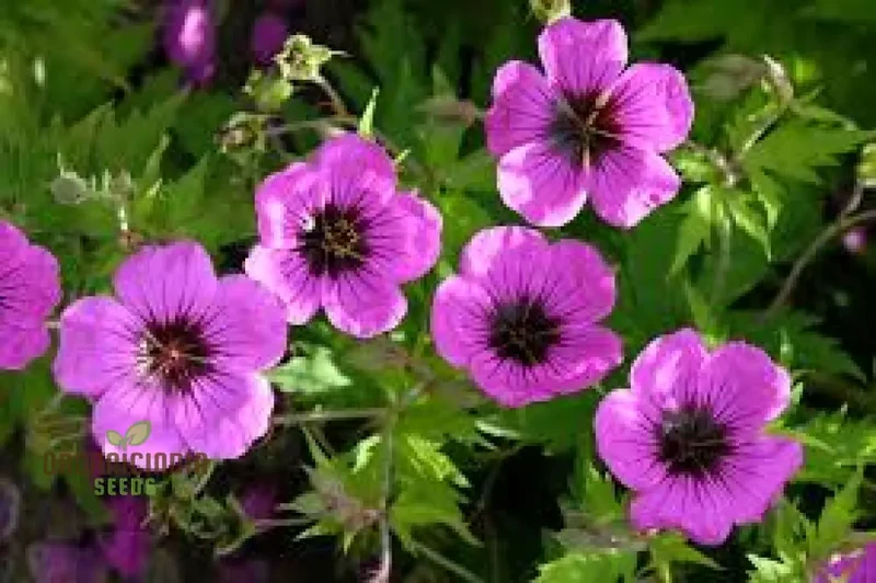 Geranium Ocellatum Seeds: Hardy Perennial for Vibrant Garden Beds and Borders | Gardening Enthusiast's Favorite with Beautiful Flowers