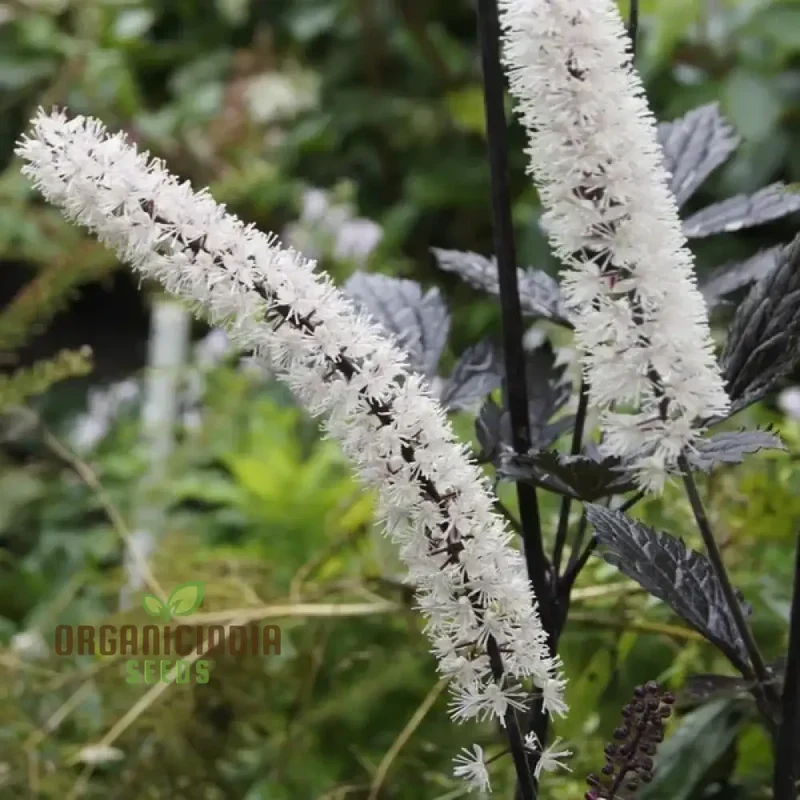 Cimicifuga Simplex Seeds for Planting Premium Quality for Gardening
