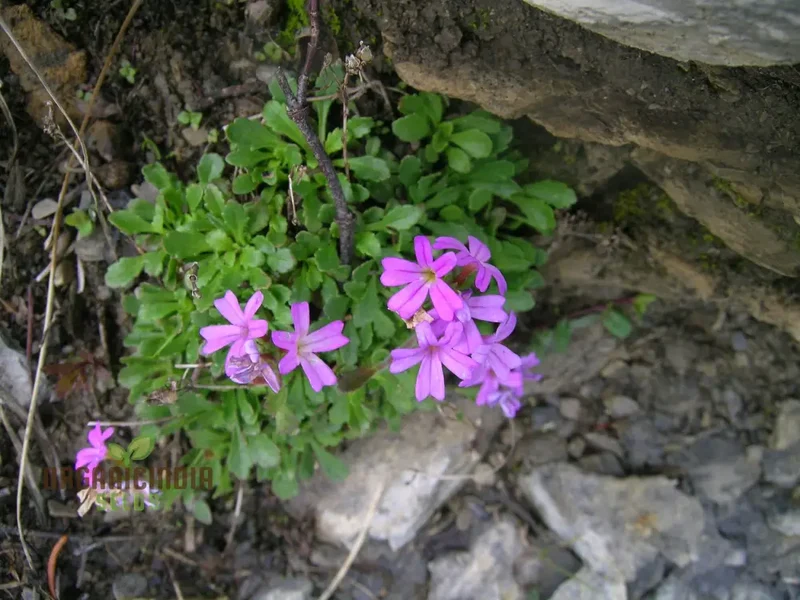 Erinus Alpinus Seeds for Planting Enthusiasts - Alpine Rock Cress Flower Seeds