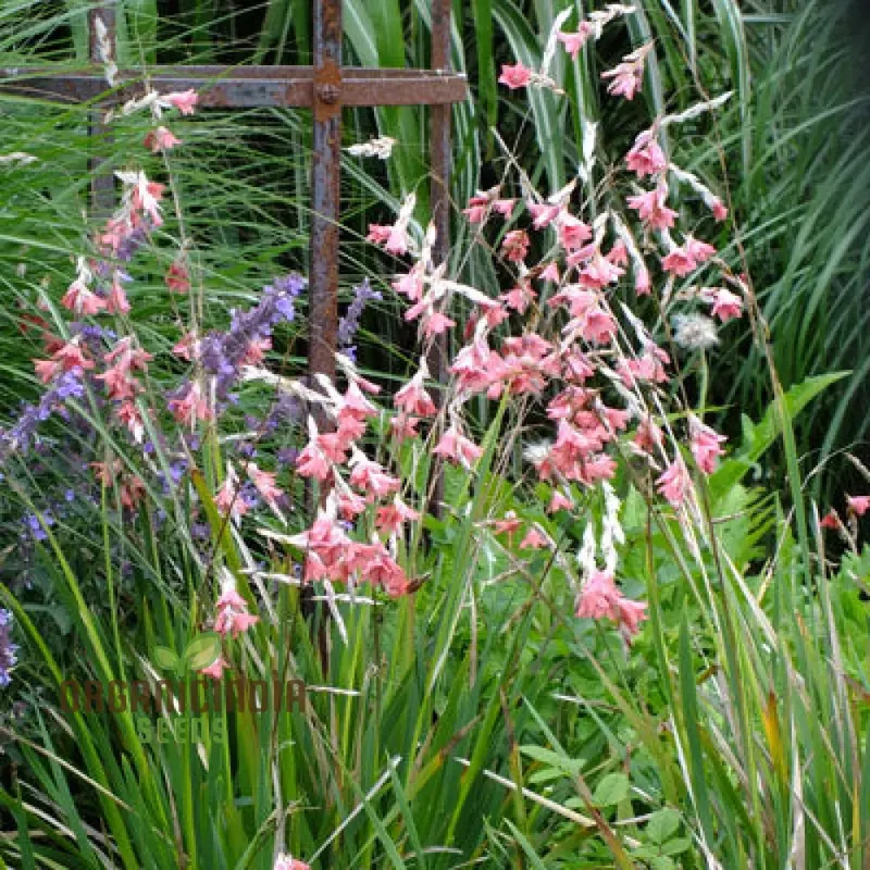 Dierama Ambiguum Flower Seeds For Planting, Graceful Additions to Your Garden's Landscape