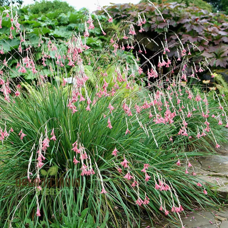 Dierama Ambiguum Flower Seeds For Planting, Graceful Additions to Your Garden's Landscape