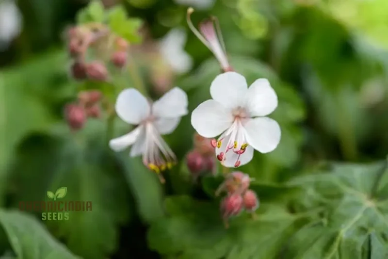 Geranium Macrorrhizum Seeds - Vibrant Perennial for Your Garden | Premium Quality Blooms and Foliage | Perfect for Borders and Ground Cover