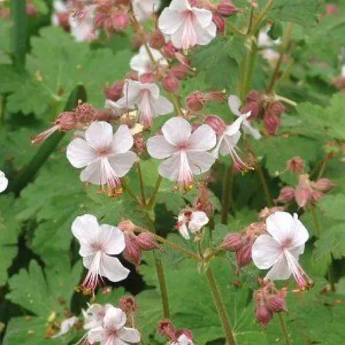 Geranium Macrorrhizum Seeds - Vibrant Perennial for Your Garden | Premium Quality Blooms and Foliage | Perfect for Borders and Ground Cover