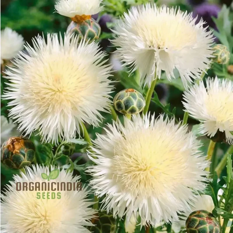 Centaurea Moschata White Flower Seeds, Premium Quality for Stunning Garden Blooms, Ideal for Gardening