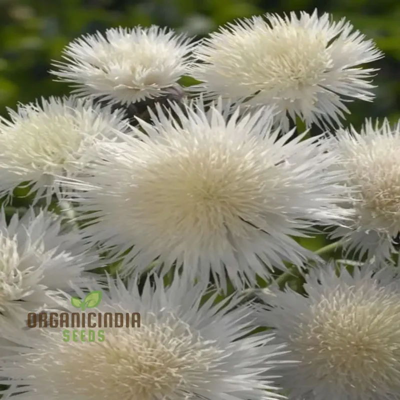 Centaurea Moschata White Flower Seeds, Premium Quality for Stunning Garden Blooms, Ideal for Gardening