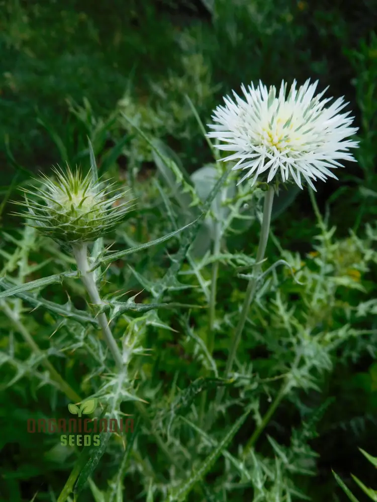 Galactites Tomentosa Alba Seeds - White Starry Flowers for Garden Borders and Rockeries - Buy Now for Unique Botanical Beauty