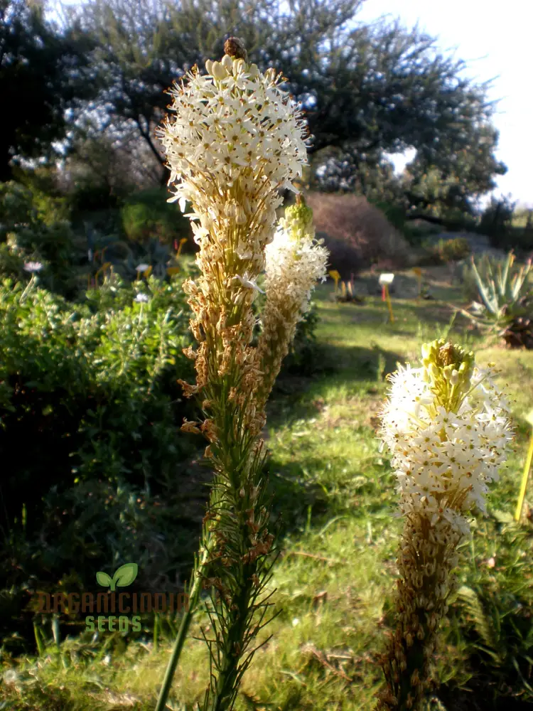 Bulbinella Cauda-Felis Seeds For Planting, Rare South African Succulent Seeds for Garden Enthusiasts