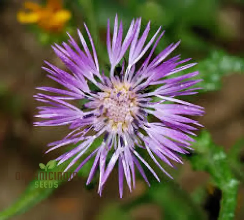 Galactites Tomentosa Seeds - Exquisite Gardening Delight for Enthusiasts - Rare Mediterranean Wildflower Seeds