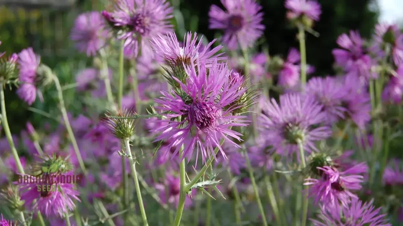 Galactites Tomentosa Seeds - Exquisite Gardening Delight for Enthusiasts - Rare Mediterranean Wildflower Seeds