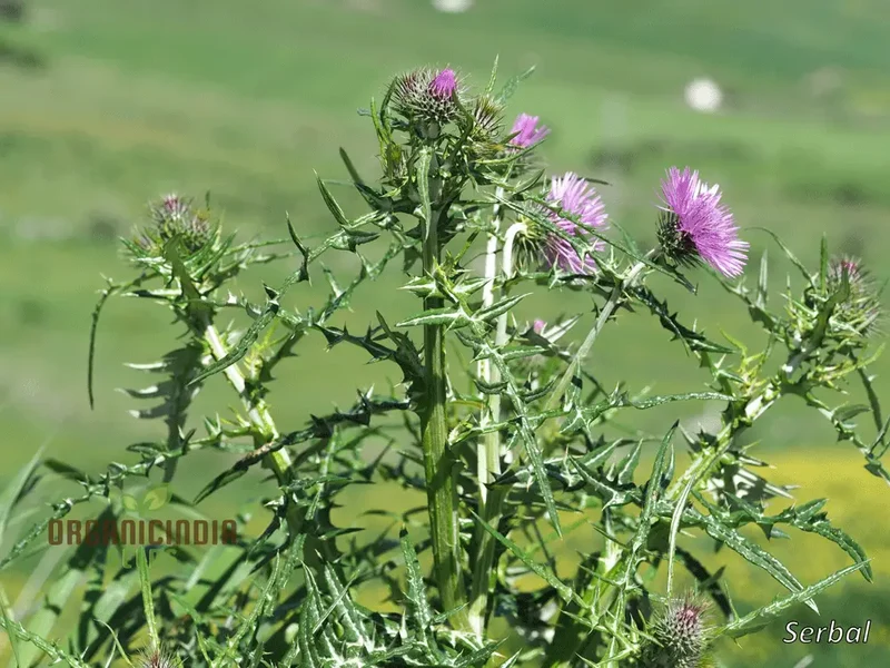 Galactites Tomentosa Seeds - Exquisite Gardening Delight for Enthusiasts - Rare Mediterranean Wildflower Seeds