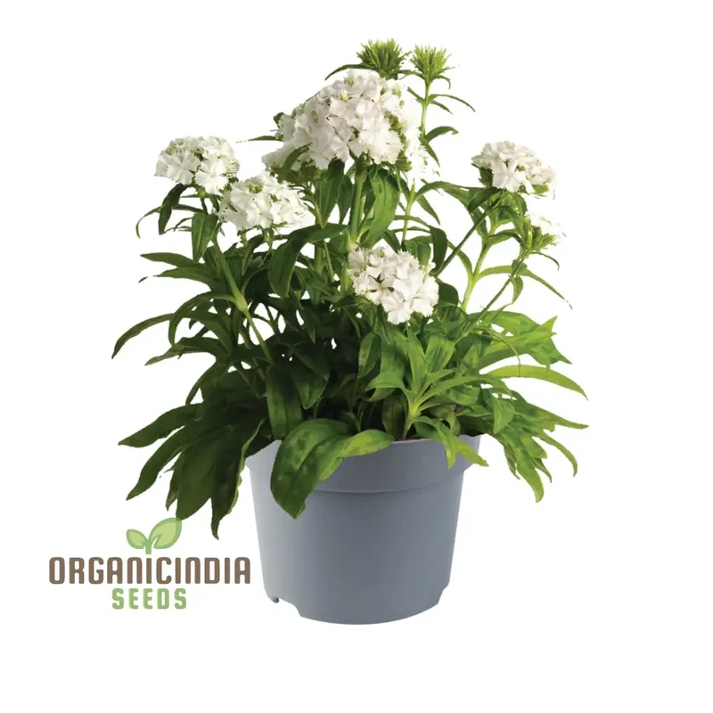 Dianthus Barbatus White Flower Seeds For Planting, Elegant Additions to Your Garden