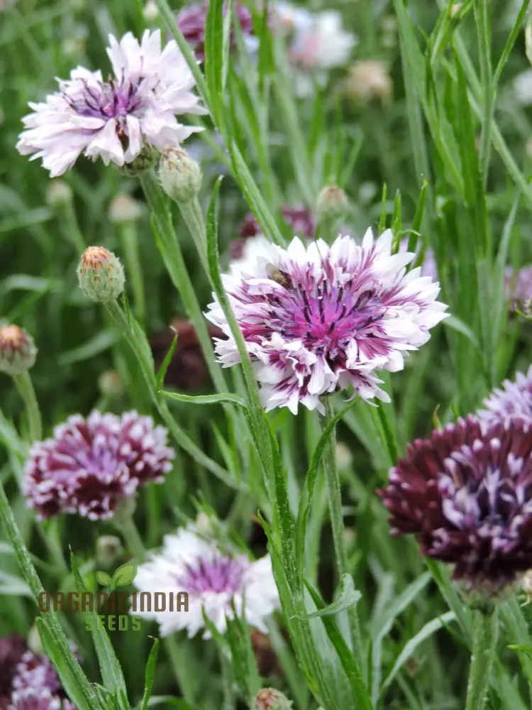 Centaurea Cyanus 'Classic Magic' Flower Seeds, Premium Quality for Stunning Garden Blooms Gardening