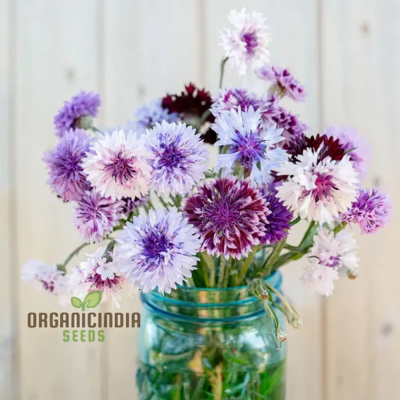 Centaurea Cyanus 'Classic Magic' Flower Seeds, Premium Quality for Stunning Garden Blooms Gardening