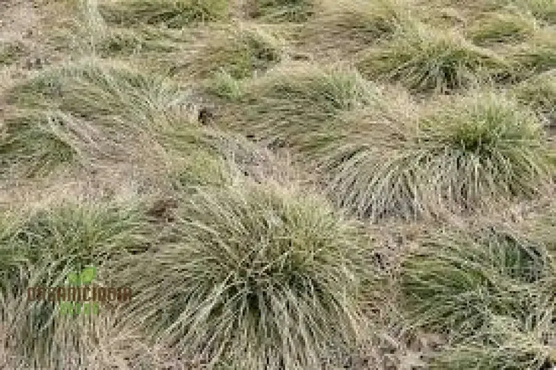 Carex Comans 'Frosted Curls' Seeds - Ornamental Grass for Garden Borders, Easy to Grow Perennial Plant