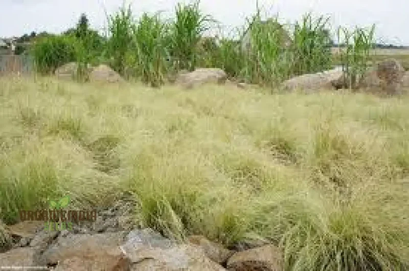 Carex Comans 'Frosted Curls' Seeds - Ornamental Grass for Garden Borders, Easy to Grow Perennial Plant