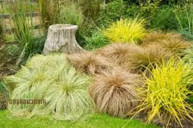 Carex Comans 'Frosted Curls' Seeds - Ornamental Grass for Garden Borders, Easy to Grow Perennial Plant
