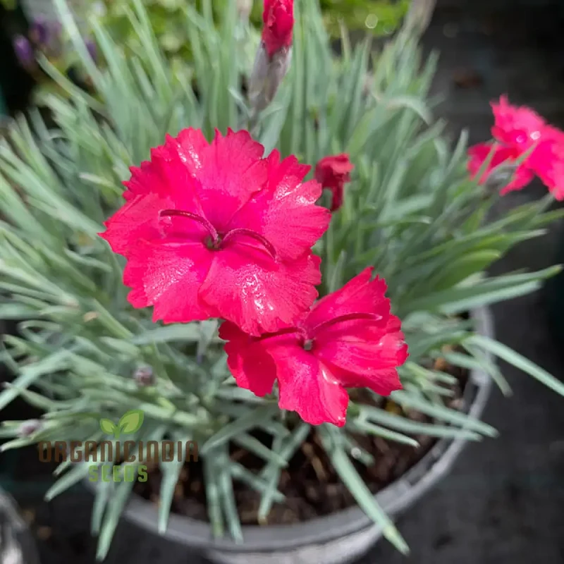 Dianthus Badenia Flower Seeds for Planting Grace Your Garden with Beautiful and Fragrant Blooms"
