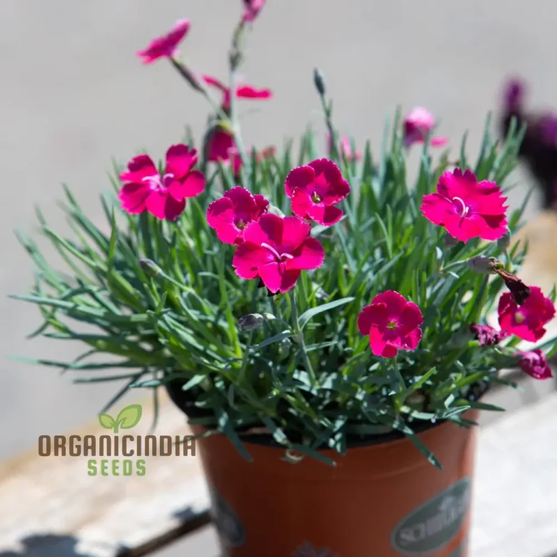 Dianthus Badenia Flower Seeds for Planting Grace Your Garden with Beautiful and Fragrant Blooms"