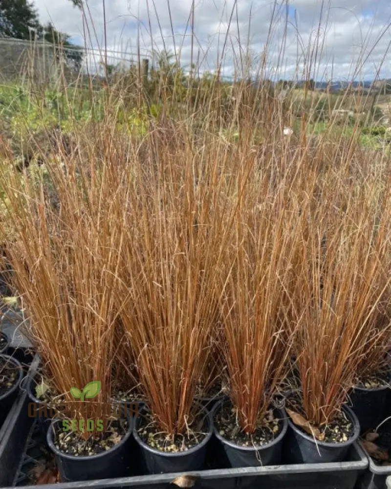 Carex Buchananii Seeds for Your Garden - Hardy Ornamental Grass for Landscaping and Borders