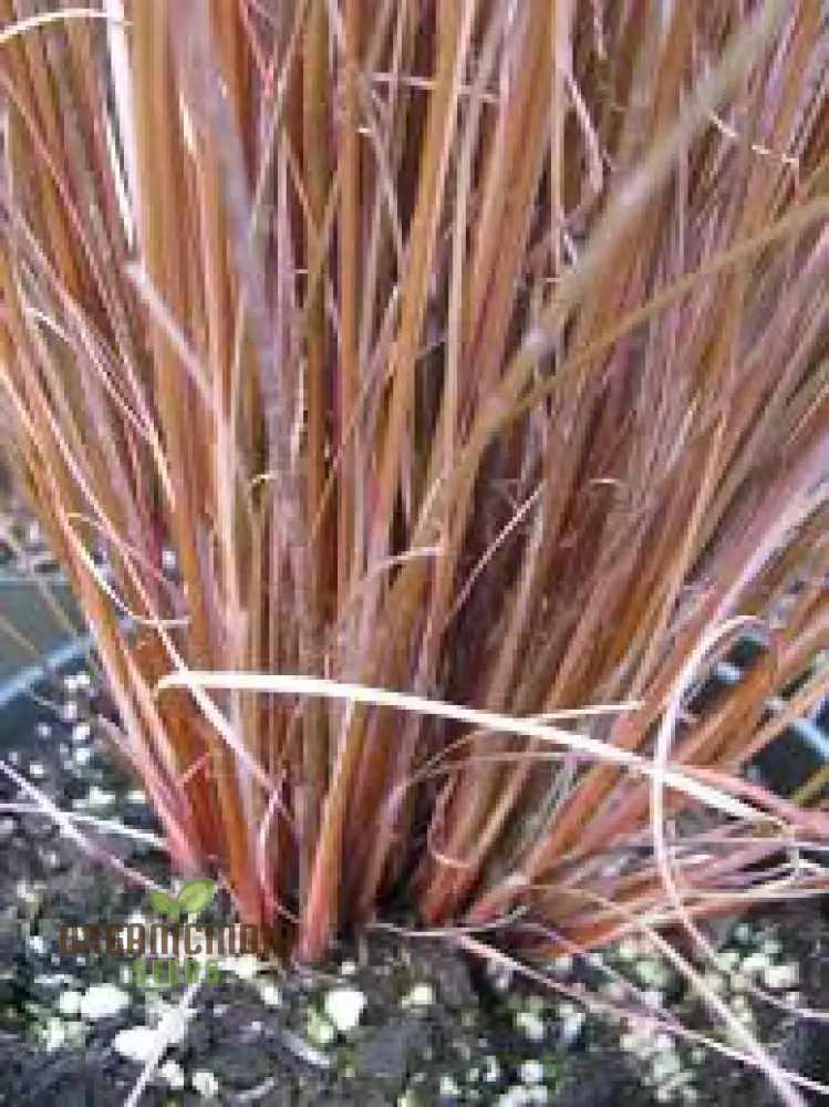 Carex Buchananii Seeds for Your Garden - Hardy Ornamental Grass for Landscaping and Borders