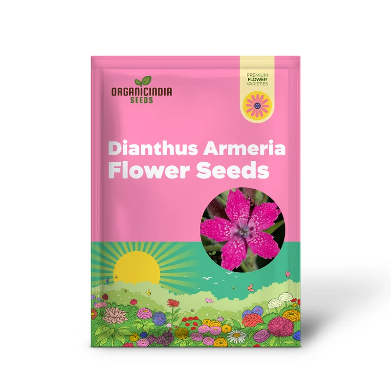 Dianthus Armeria Flower Seeds, Brighten Your Garden with Hardy and Colorful Blooms