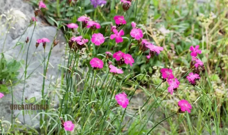Dianthus Armeria Flower Seeds, Brighten Your Garden with Hardy and Colorful Blooms