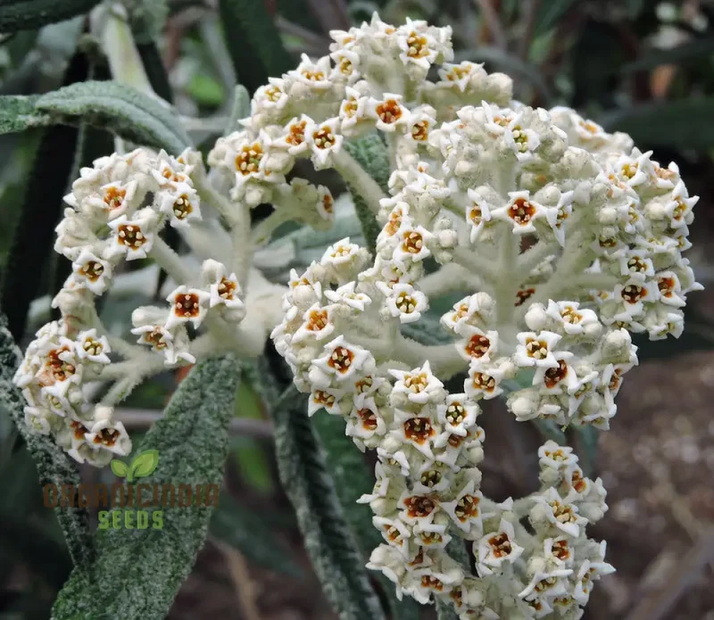 Buddleja Loricata Flower Seeds – Exotic Butterfly Bush for Garden Planting