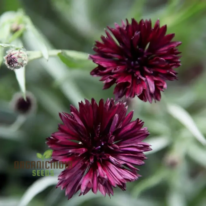 Centaura Cyanus 'Black Ball' Flower Seeds for Planting, Premium Quality for Stunning Garden Blooms Gardening