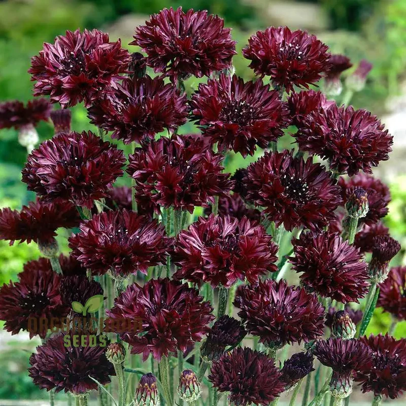Centaura Cyanus 'Black Ball' Flower Seeds for Planting, Premium Quality for Stunning Garden Blooms Gardening