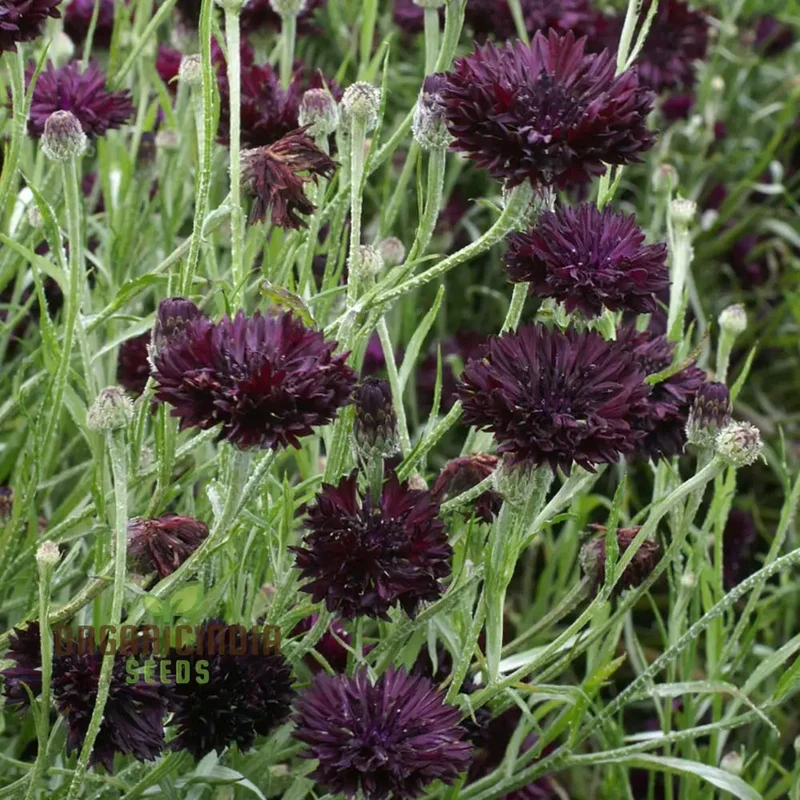 Centaura Cyanus 'Black Ball' Flower Seeds for Planting, Premium Quality for Stunning Garden Blooms Gardening